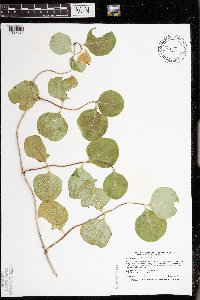 Lonicera reticulata image