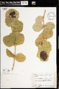 Lonicera reticulata image