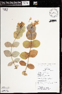 Lonicera reticulata image