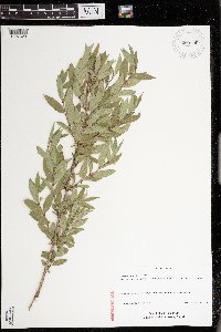 Lonicera x salicifolia image