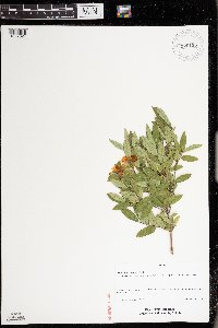 Lonicera x salicifolia image