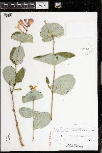 Lonicera sempervirens image