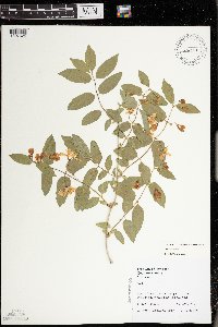 Lonicera tatarica image