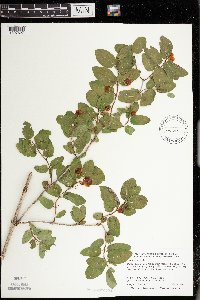 Lonicera tatarica image