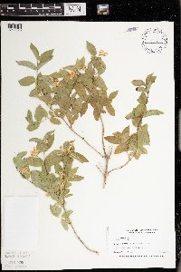 Lonicera tatarica image