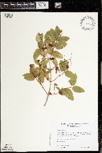 Lonicera tatarica image