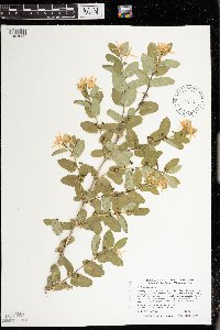 Lonicera tatarica image