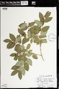 Lonicera tatarica image