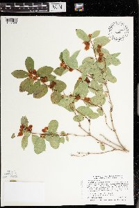 Lonicera tatarica image
