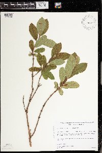 Lonicera caerulea image
