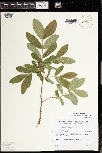 Lonicera caerulea image