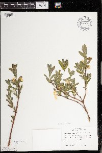 Lonicera caerulea image