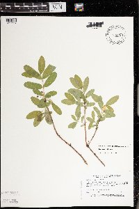 Lonicera caerulea image