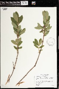 Lonicera caerulea image