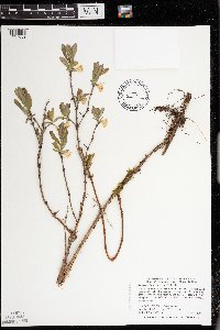 Lonicera caerulea image