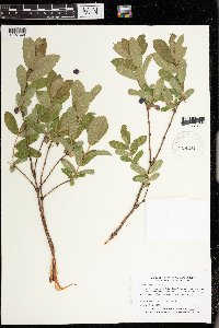 Lonicera caerulea image