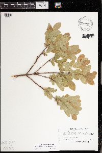 Lonicera caerulea image