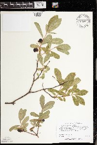 Lonicera caerulea image