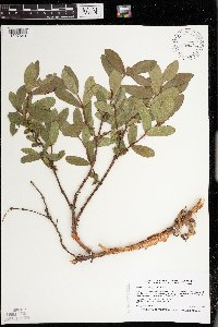 Lonicera caerulea image