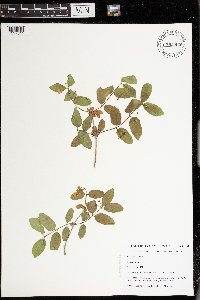 Media resource of Lonicera xylosteum