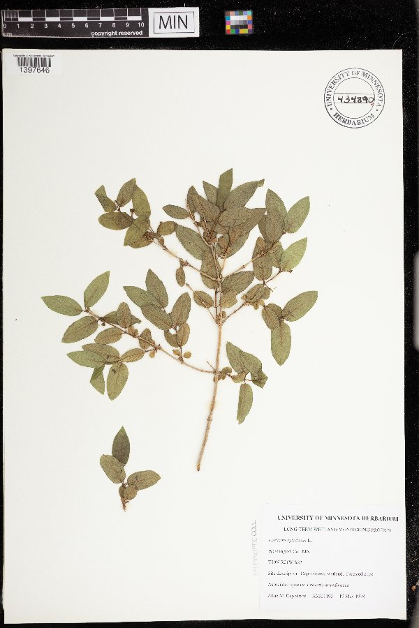 Caprifoliaceae image