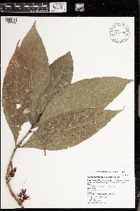 Calycacanthus magnusianus image