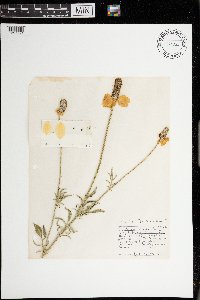 Ratibida columnifera image