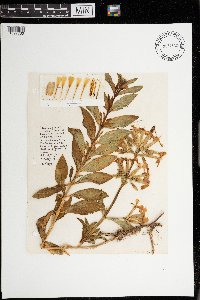 Saponaria officinalis image