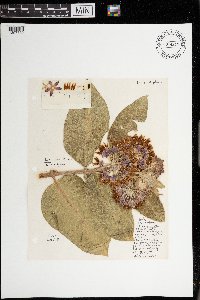 Asclepias speciosa image