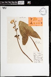 Sagittaria cuneata image