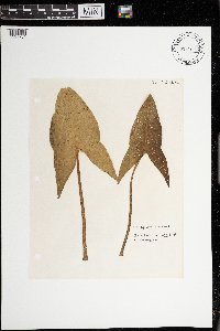 Sagittaria cuneata image