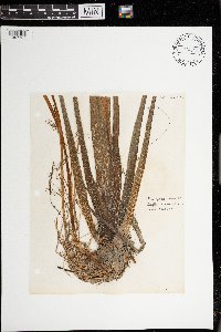 Sagittaria cuneata image