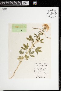 Peritoma serrulata image