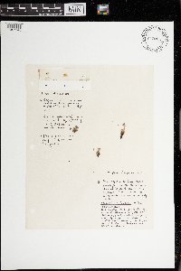 Myosotis sylvatica image