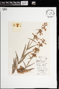 Penstemon gracilis image