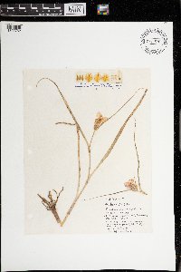 Tradescantia bracteata image