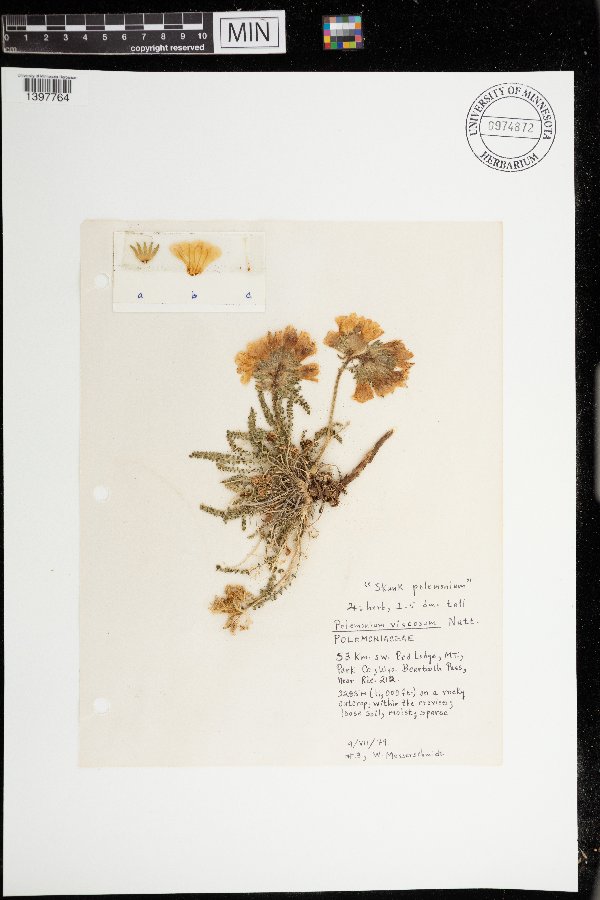 Polemonium viscosum image