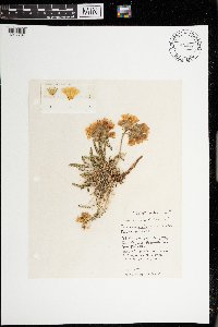 Media resource of Polemonium viscosum