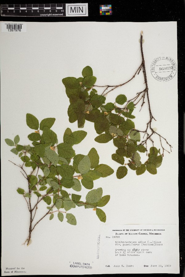 Symphoricarpos albus image