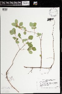 Symphoricarpos albus image