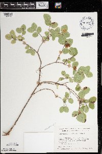 Symphoricarpos albus image