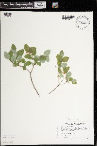 Symphoricarpos albus image