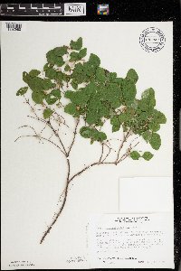 Symphoricarpos albus image