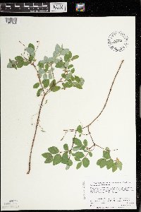 Symphoricarpos albus image