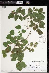 Symphoricarpos albus image