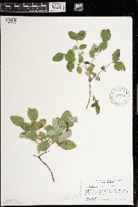 Symphoricarpos albus image