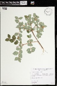 Symphoricarpos albus image