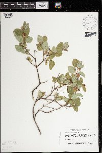 Symphoricarpos occidentalis image