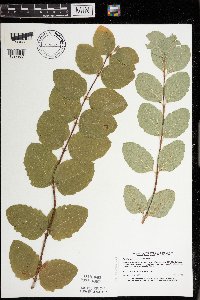 Symphoricarpos occidentalis image