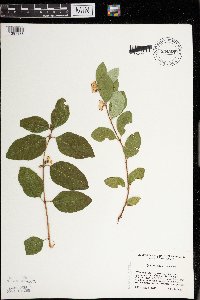Symphoricarpos occidentalis image